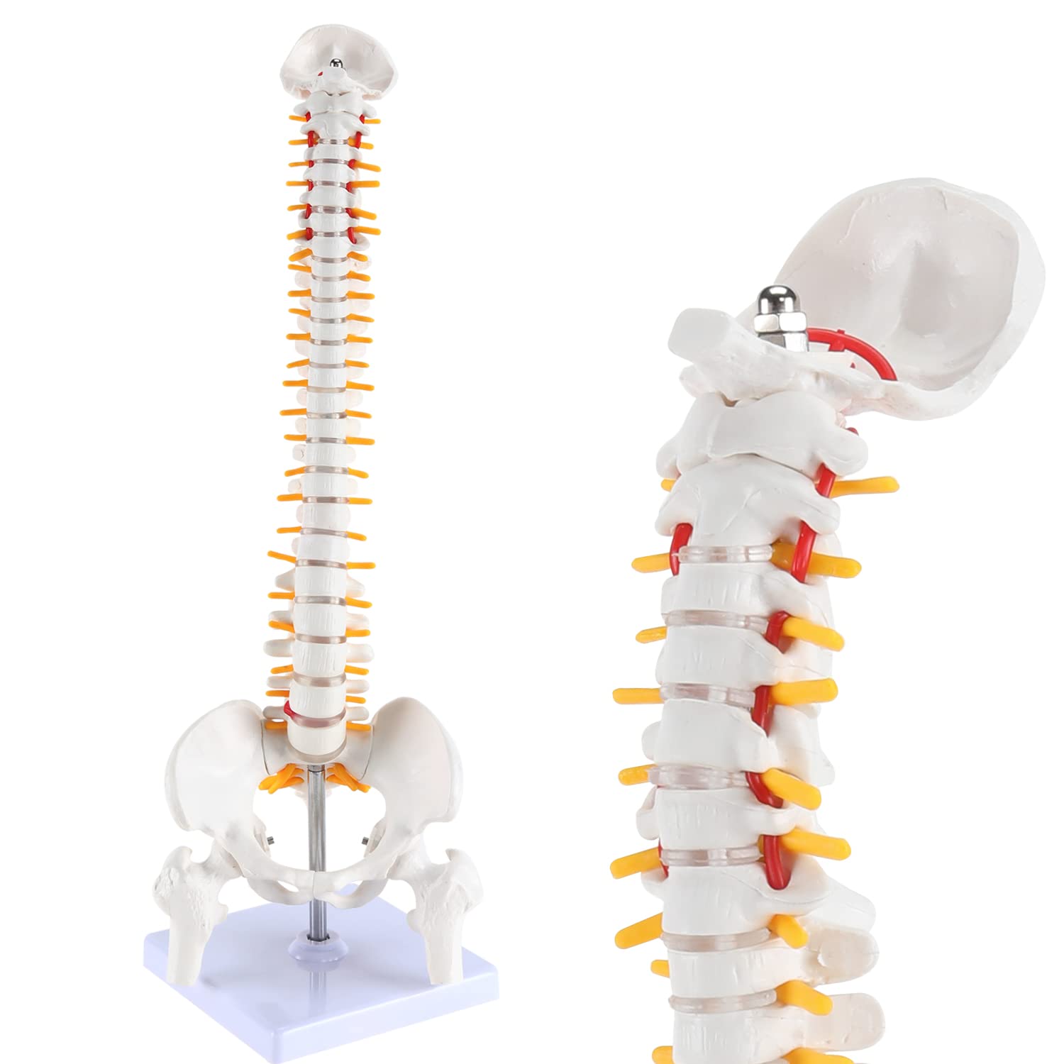 Mua Miniature Spine Anatomy Model, 15.5" Mini Vertebral Column Model