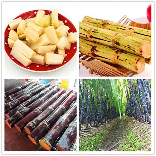 Frutales Pinkdose ¡promoción chino populares Riching caña de azúcar de