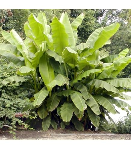 thumbnail image 2 of 10 Red Tiger Darjeeling Banana Plant Seeds (Musa Sikkimensis) Cold Hardy To Zone 5 2 of 5