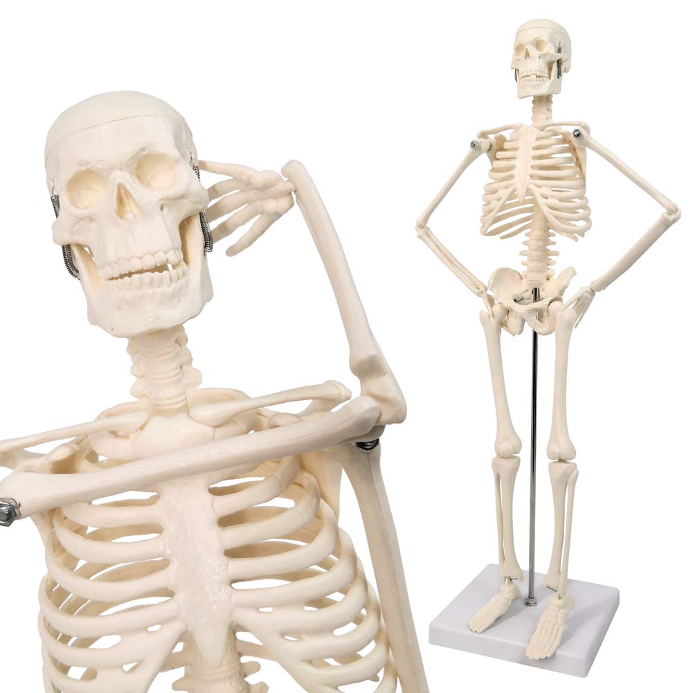 Mua 2024 Human Skeleton Model for Anatomy,17.7“ High Scientific Anatomy ...