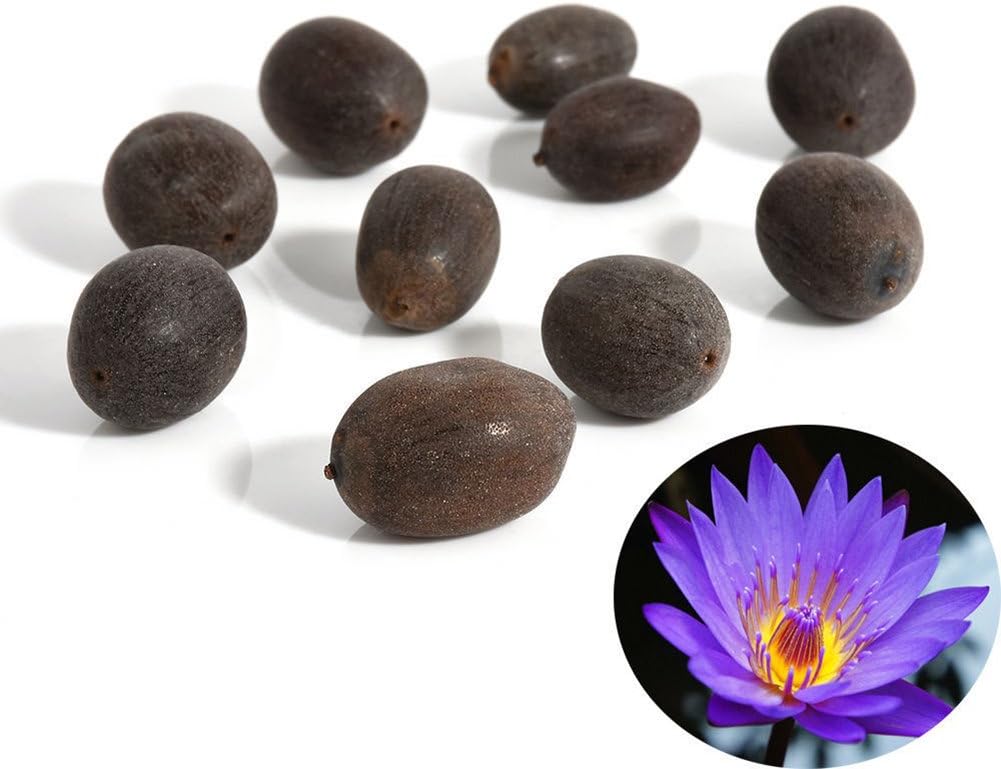 Trenton 10Pcs Water Lotus Flower Plant Bowl Pond Bonsai Seeds for Home Garden Yard Decor (Purple)
