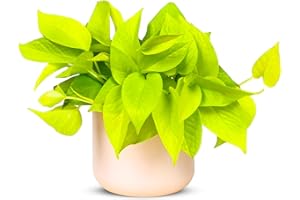 NY CITY SUCCULENTS Pothos Neon Live Plant (Devil’s Ivy)– 4″ Bright Chartreuse Variety of Golden Pothos, Low Maintenance Indoor Houseplant, Air Purifying Epipremnum Aureum, Easy Care for Home & Office(Heat Pack Included)