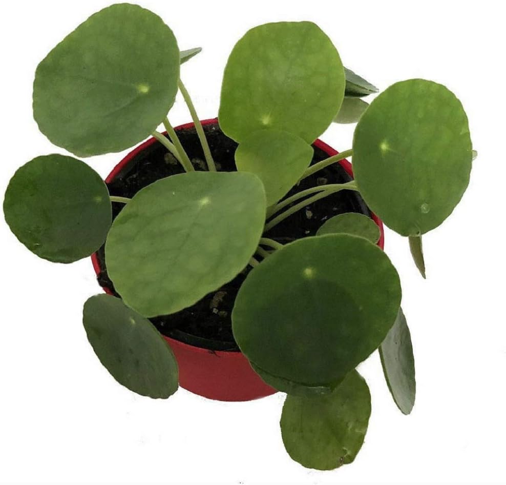 4"Pot - Chinese Money Pilea Peperomioides - Indoor Houseplants - Live Plant - Home and Garden - N6
