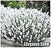 10 x Ellagance Snow Lavender Flower/Herb SEEDS - White English Lavender - Lavandula Angustifolia Seeds - By MySeeds.Co