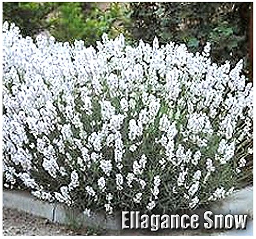 10 x Ellagance Snow Lavender Flower/Herb SEEDS - White English Lavender - Lavandula Angustifolia Seeds - By MySeeds.Co 10 x Ellagance Snow Lavender Flower/Herb SEEDS - White English Lavender - Lavandula Angustifolia Seeds - By MySeeds.Co