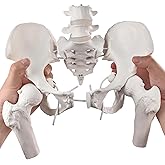 Merinden Movable Female Pelvis Model w/Elastic Two Movable Femur Heads and Joints, Life Size Female Pelvic Anatomy Model for 