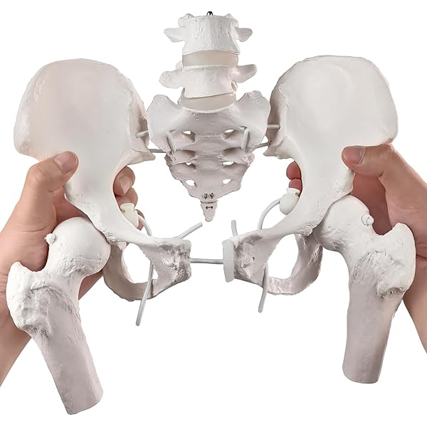 The Thorax: An integrated approach: 9781912085057: Medicine