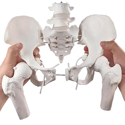 Merinden Life-Size Female Pelvis Anatomy Model With Elastic Bands Flexible Medical Teaching Model For - View #5