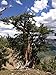 Whitebark Pine | Tree Seed Grow Kit | The Jonsteen Company