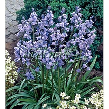 綺麗なシラーカンパニュラータ 最高の花の画像