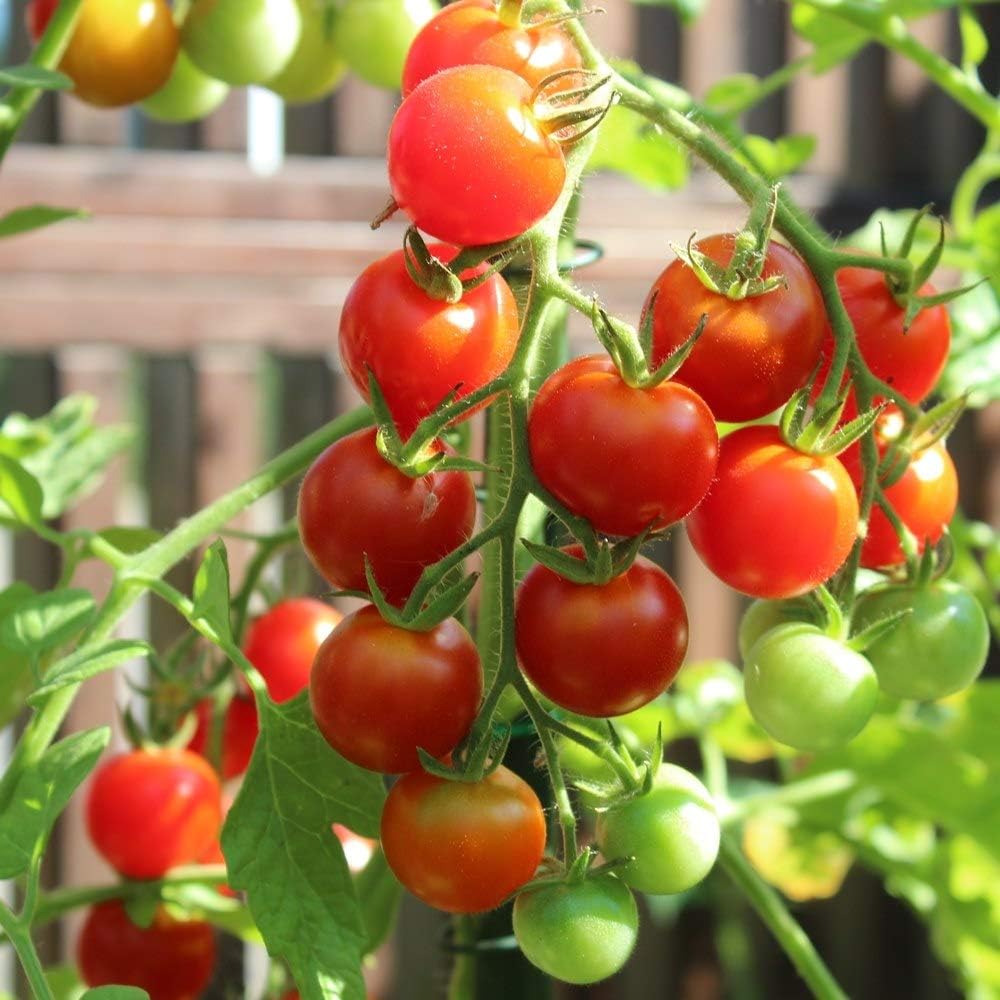 Mexikanische Honigtomate – 20 Samen, Süße Cocktailtomate, Ertragreich & Pflegeleicht