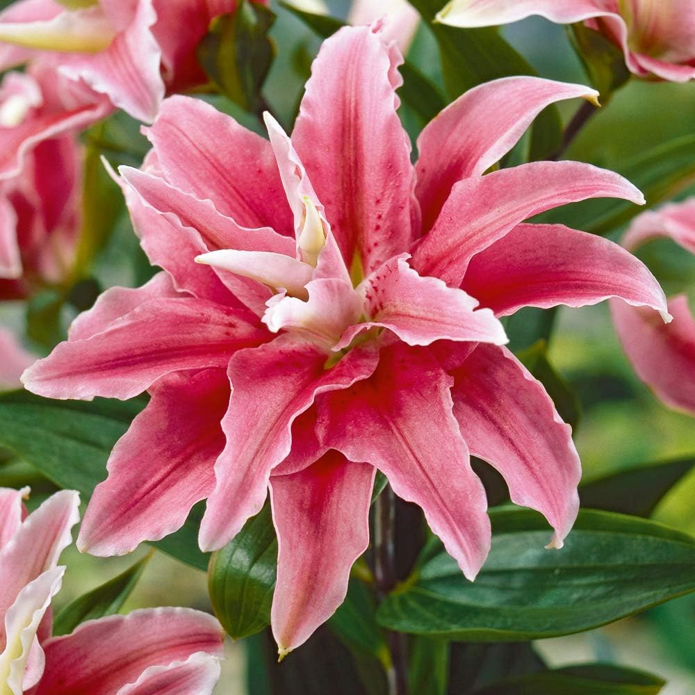 Tree Lily Bulbs Lilium ‘Cezanne’ Hardy Pink Blooms White Edging Tall