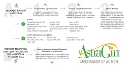 L-arginine Plus ® - The Most Effective L-arginine