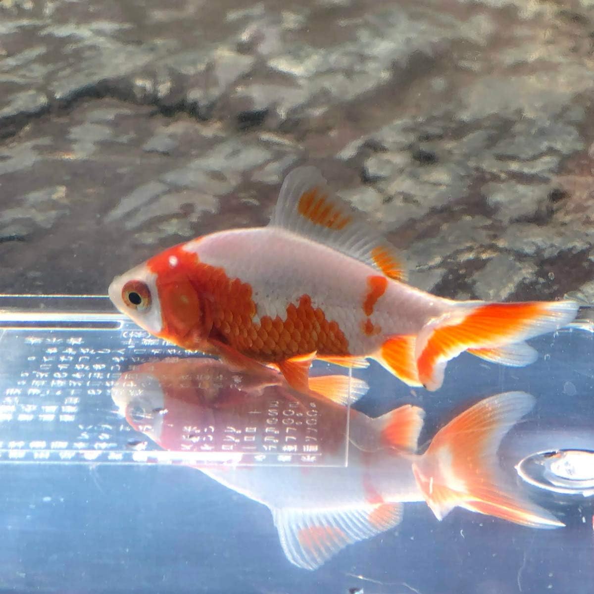 金魚 国産 更紗和金 江戸川産 1匹 生体 川村淡水魚販売 観賞魚 水中生物 通販 Amazon