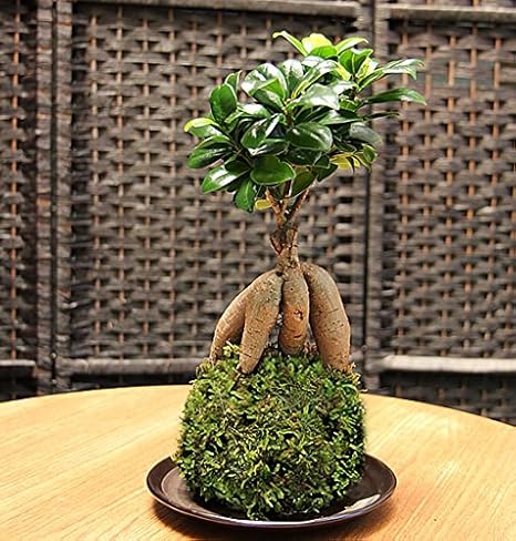 Amazon 苔玉 盆栽 観葉植物 インテリア 多幸の樹 ガジュマル苔玉 こけ玉 コケダマ こけだま 観葉植物 オンライン通販