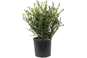 PLANTS BY MAIL Wintergreen Boxwood (2.5 Gallon) Low-Maintenance Evergreen Hedge Shrub - Full Sun Live Outdoor Plant