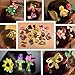 Imanom 20Pcs Baby Girl Hair Bows,Animals and Fruits Shape Hair Clips For Teens Baby Girls Babies Toddlers (Set of 20)