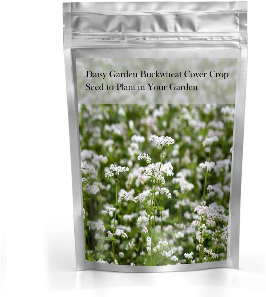 Buckwheat Cover Crop Seed to Plant in Your Garden BigaMart