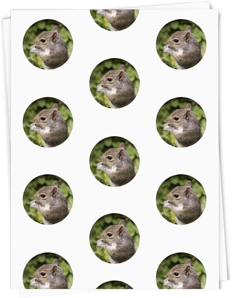 Eastern gray squirrel fun facts image