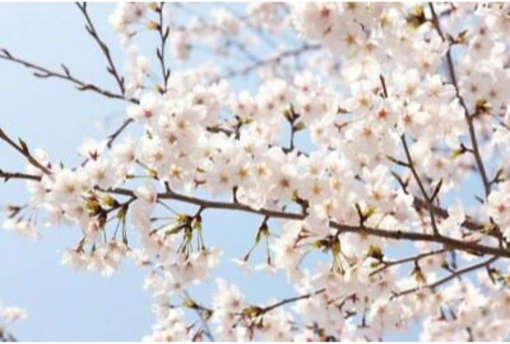 Akebono Flowering Cherry Tree Plant #BV06