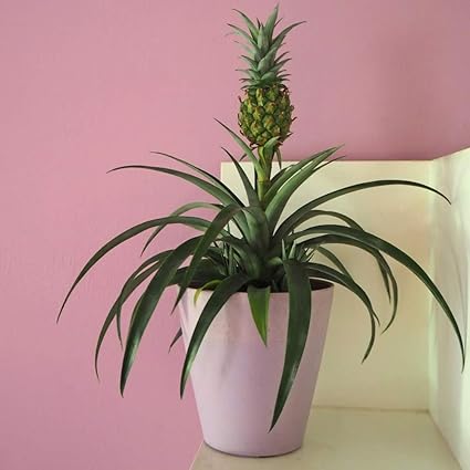 Pineapple Plant Fruiting House Plant Grow Your Own Exotic Fruit For Bright Windowsill Or Conservatory 1 X 14cm Potted Pineapple Plant By Thompson And Morgan Amazon Co Uk Garden Outdoors