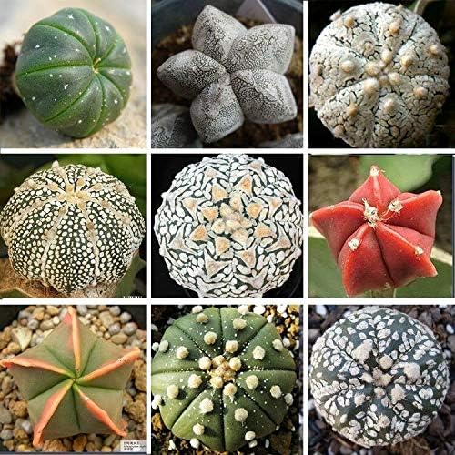 HONIC Mixed Astrophytum max Seeds 10pcs/Pack Succulents Plants Bonsai Garden
