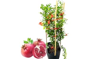 AVERU Wonderful Pomegranate Tree Plant Live - About 1 Foot Tall, Well-Rooted Fruit Tree for Outdoor Planting, Perennial Fruits