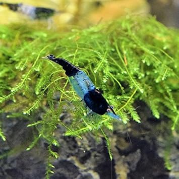Amazon Atwell ブラックルリーシュリンプ 10匹 1匹補償サービス付き 生体 Atwell 観賞魚 水中生物 通販