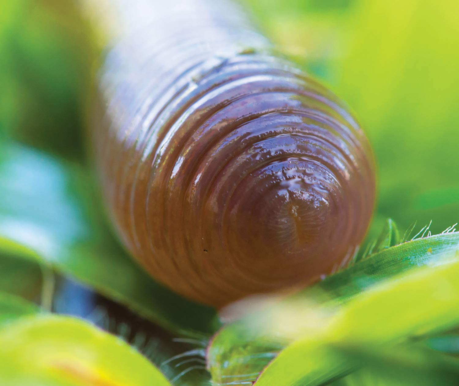WILD! Science - WS27 Worm Farm - Ages 6+ - In Home Learning Science Kit - Easy Assembly - Worm Farm, Colored Sand, Accessories and Education & Instruction Booklet