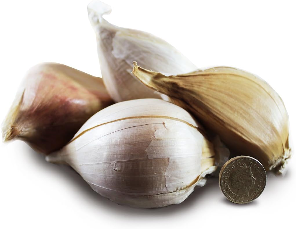 Nutley's Isle of Wight Elephant Garlic Seed (10)