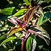 Certified Organic Sweet Thai Basil Seeds (~400): Non-GMO, Open-Pollinated, Heirloom Seed Packet