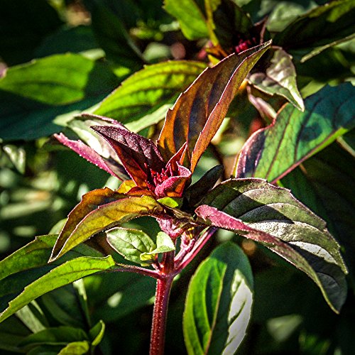 All Good Things Organic Seeds Sweet Thai Basil Seeds (~200): Certified Organic, Non-GMO, Open-Pollinated, and from the United States All Good Things Organic Seeds Sweet Thai Basil Seeds (~200): Certified Organic, Non-GMO, Open-Pollinated, and from the United States