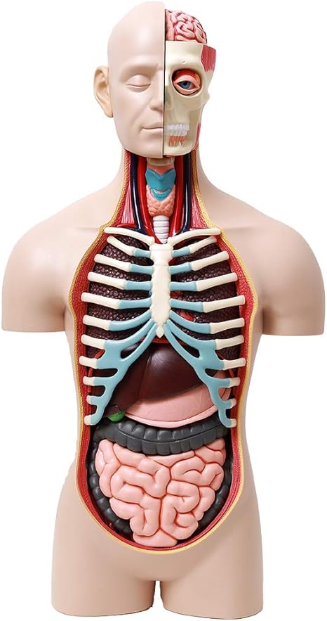 Amazon 4d Human Anatomy 人体模型 立体パズル 全54パーツ 全長38cm スケール1 2 5 ユニセックスモデル 人体解剖 人体標本 立体パズル おもちゃ