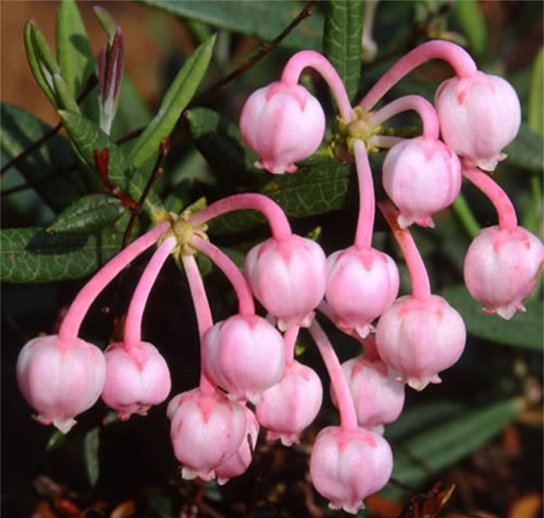 Flowers Garden & Outdoors Ericaceae 9cm Pot Shrub Bog Rosemary Low