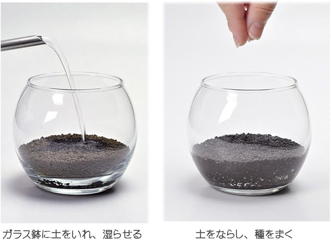 Amazon 聖新陶芸 育てる水草 S 約12 6x12x11 6cm Gd 812 栽培キット オンライン通販