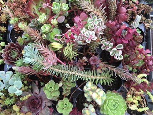 A Collection Of 30 Sedum & Semps