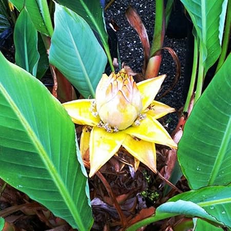 Future Exotics Musella Lasiocarpa LOTUS Banane Bananenstaude