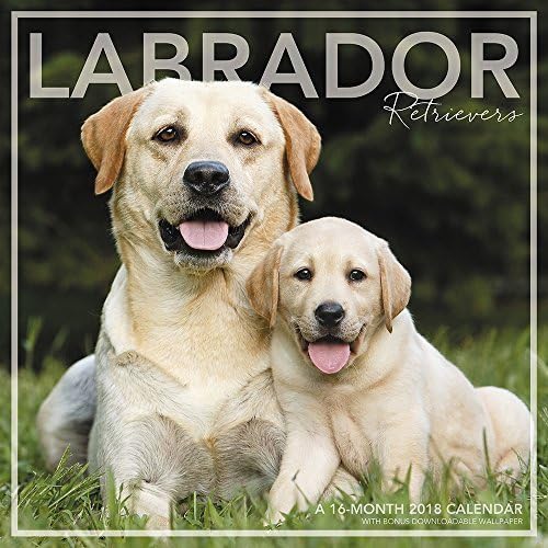 2018 Labrador Retriever Wall Calendar