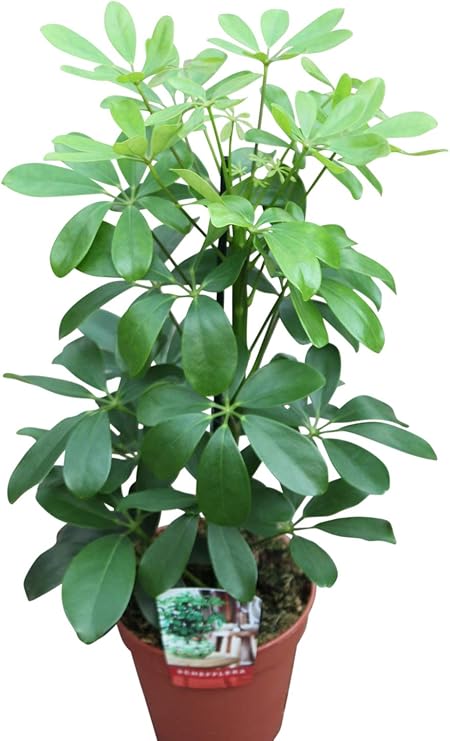Dwarf Umbrella Tree