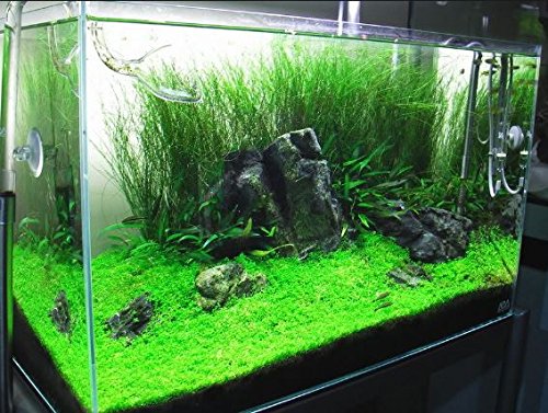 Mainam (1-Cup) Dwarf Baby Tears Carpet Imported Direct from Grower Live Aquarium Plants Decoration Tissue Culture for Freshwater Aquatic Plant Tank - Thumbnail 4