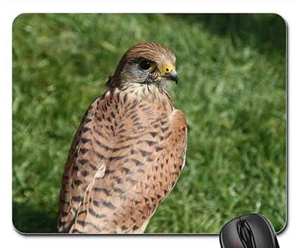 Amazoncom Mouse Pads Kestrel Falcon Bird Wild Animal