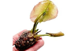 GENERIC Mainam Purple Nymphaea Colorata Live Aquarium Plant Tropical Water Lilies Tuber for Freshwater Fish Pond Balcony