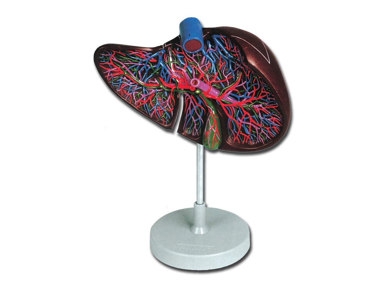 Gima - Anatomical Model of Human Liver, Sectioned, 1 Part, Magnification 1.5X