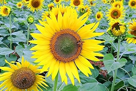 Splendour Seeds - Sunflower Flower Seeds(50 Seeds)