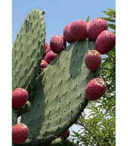250 Semillas Gigante Del Saguaro Cactus ~ 380 Mg Paquete Carnegia Gigantea Suroeste De Cactus
