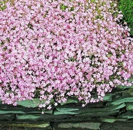 Amazon 5 100ピース美しい芳香族ジプソフィラ種子真の星空の種子花の種子鉢植えジプソフィラpaniculata 花