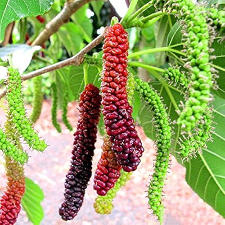Futaba Long Mulberry Fruit Seeds - 50 Pcs
