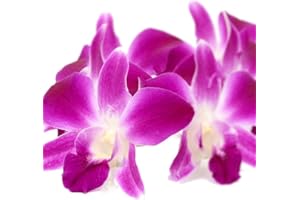 TASTEPADTHAI Fresh Loose Purple Dendrobium Orchid Blossoms 50 ct.