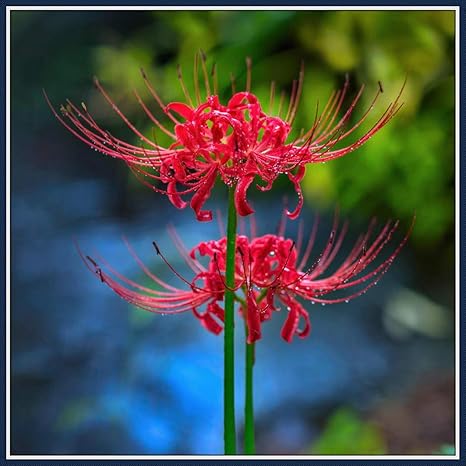 Amazon リコリス球根 赤いニンニクの種のボール 屋外の珍しい成長する緑の葉 鮮やかな色で植えやすい花が咲く鉢植え 40 球根 赤 花