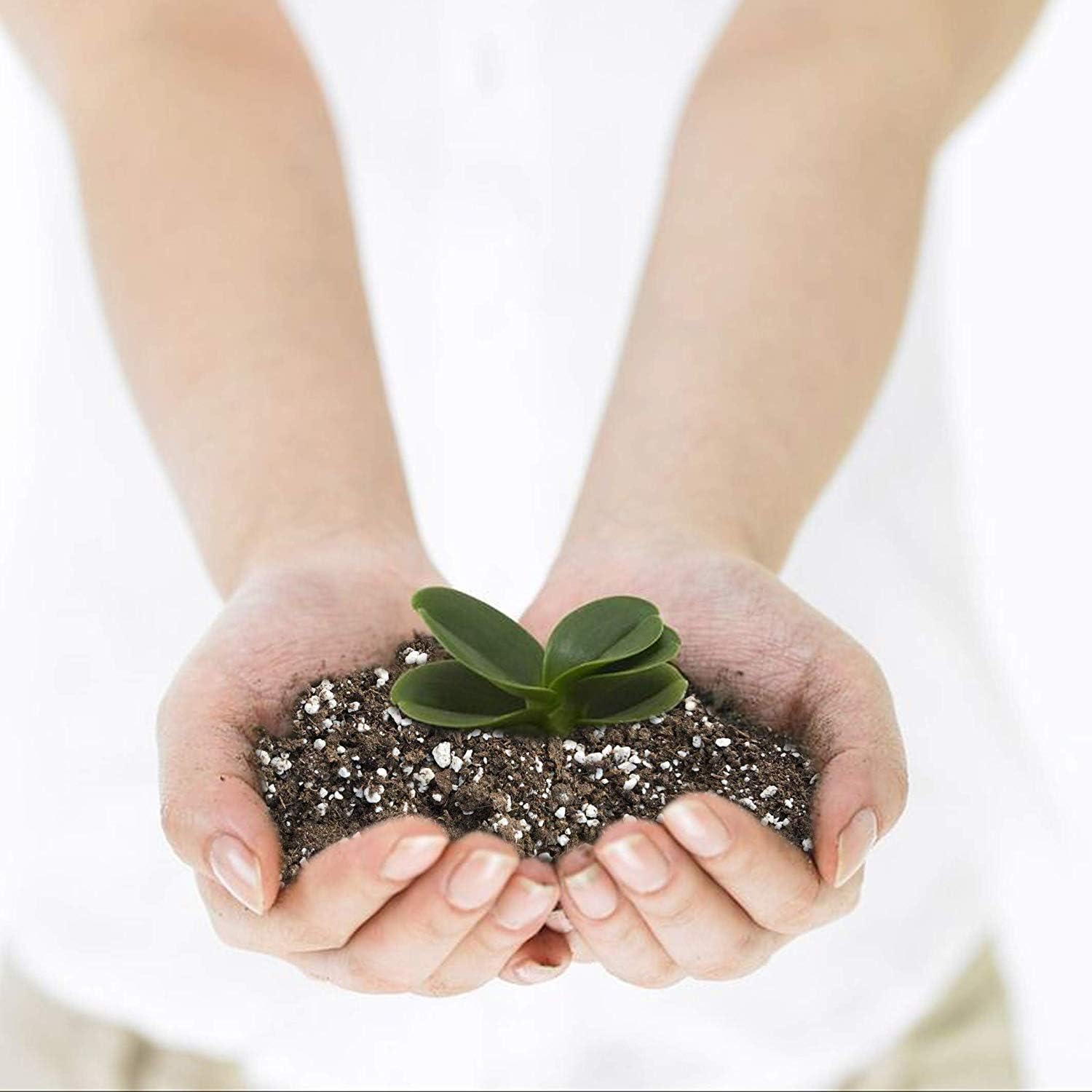 The Next Gardener Professional Grower Mix Soil How Fast Does English Ivy Grow